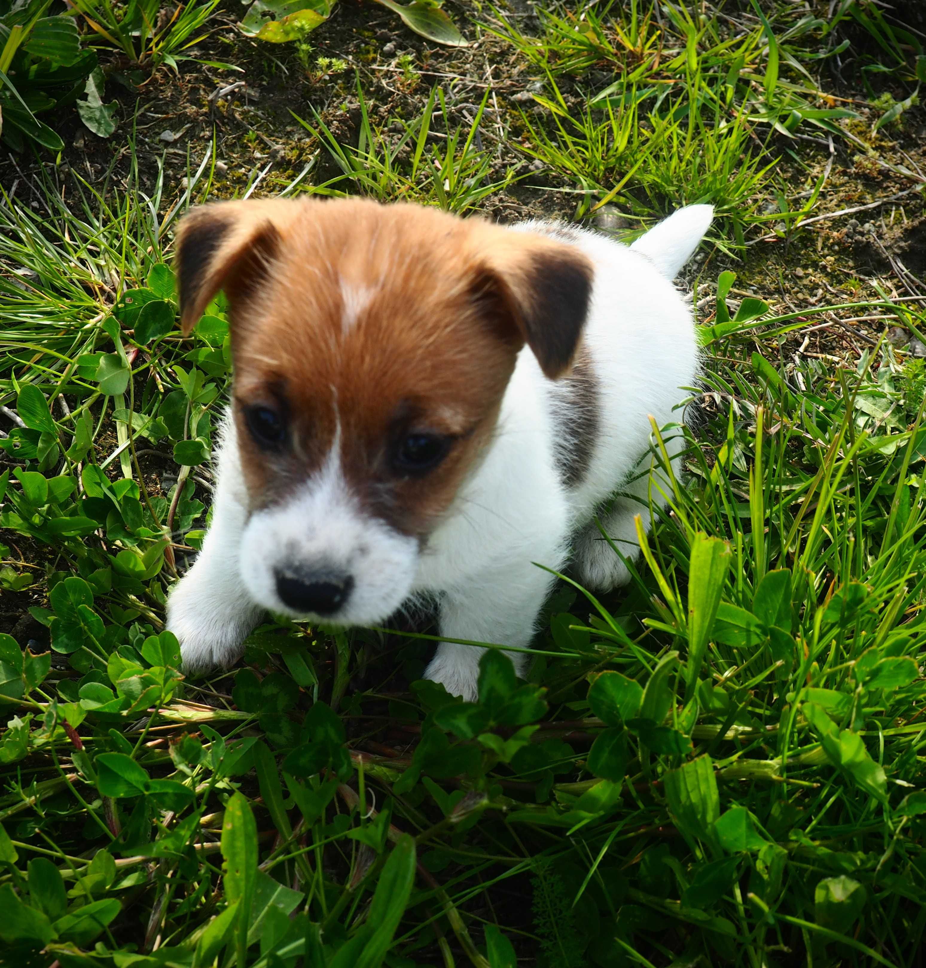 Jack Russell Terrier piesek biało- brązowy sierść złamana DANTE