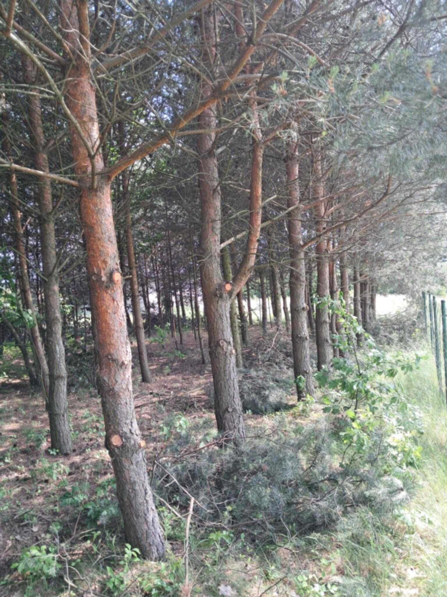 Nieruchomość z działką i lasem.