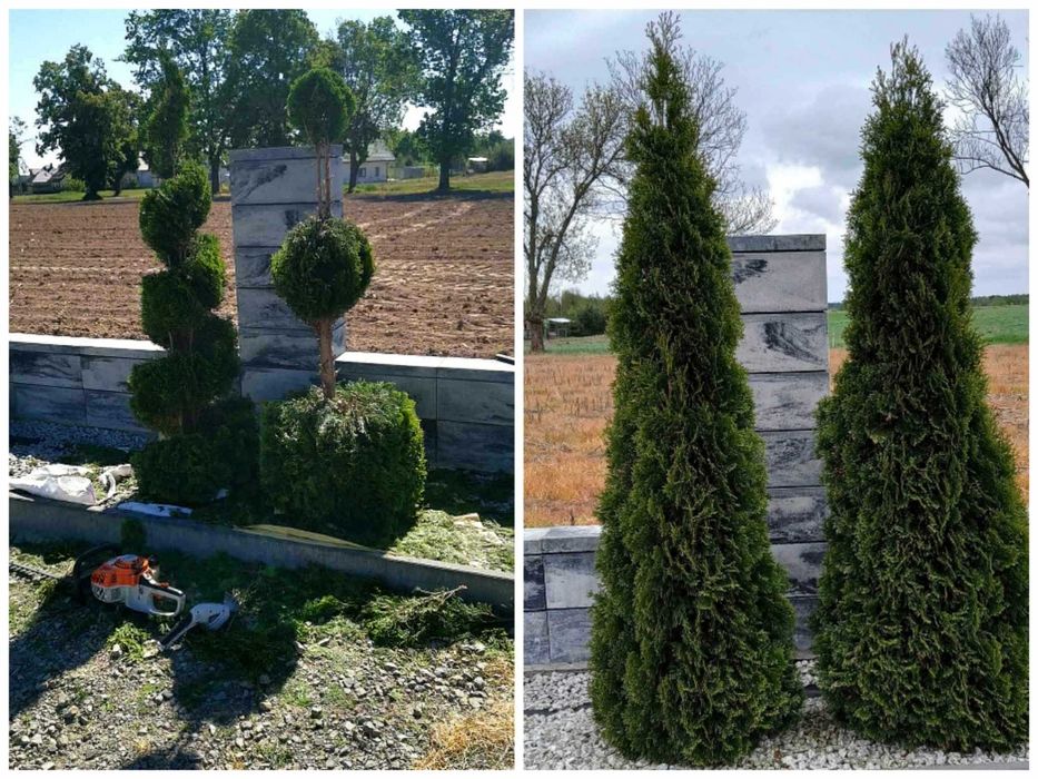 Wycinka i przycinka drzew, krzewów + rozdrabnianie gałęzi