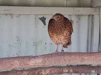 Tragopan satyr 2024r(samica)