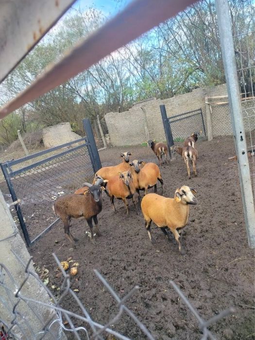 Owce kameruńskie i kozy miniaturki