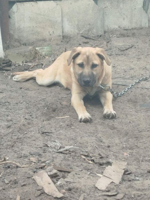 Нужна хорошая семья для крупного щенка 7 месяцев