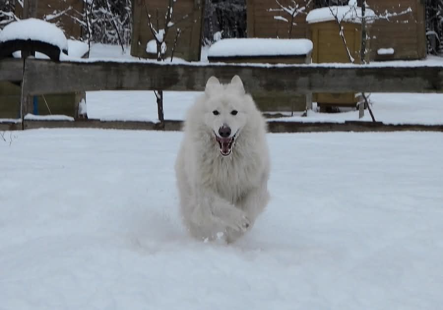 Biały Owczarek Szwajcarski zapowiedź miotu