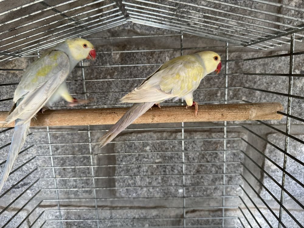 Casal de ring neck violeta turquesa