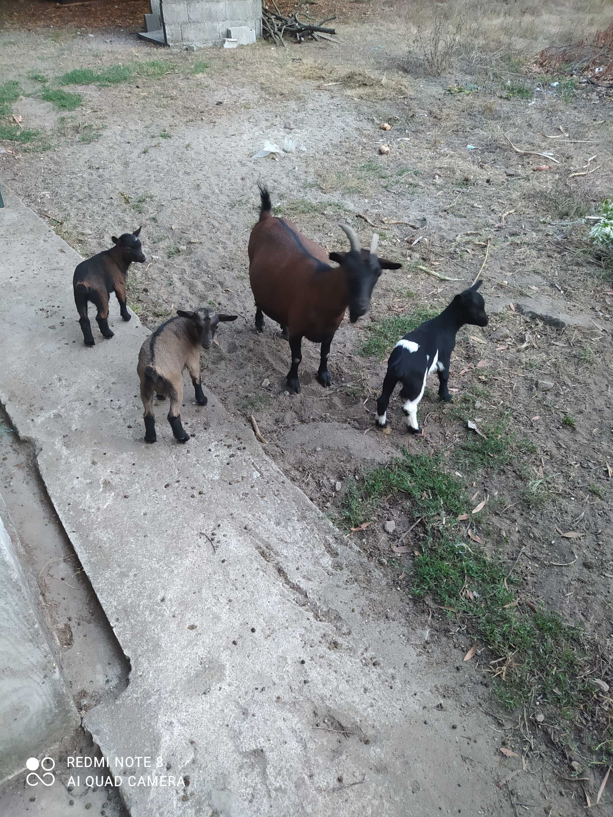 Vendo Cabras Anãs