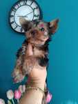 Piękna mini sunia Yorkshire terrier