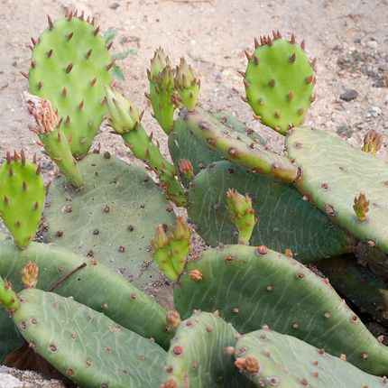 Плоский швидкорослий кактус opuntia vulgaris морозостійкий опунція