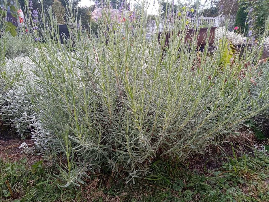 Саджанці Лаванди