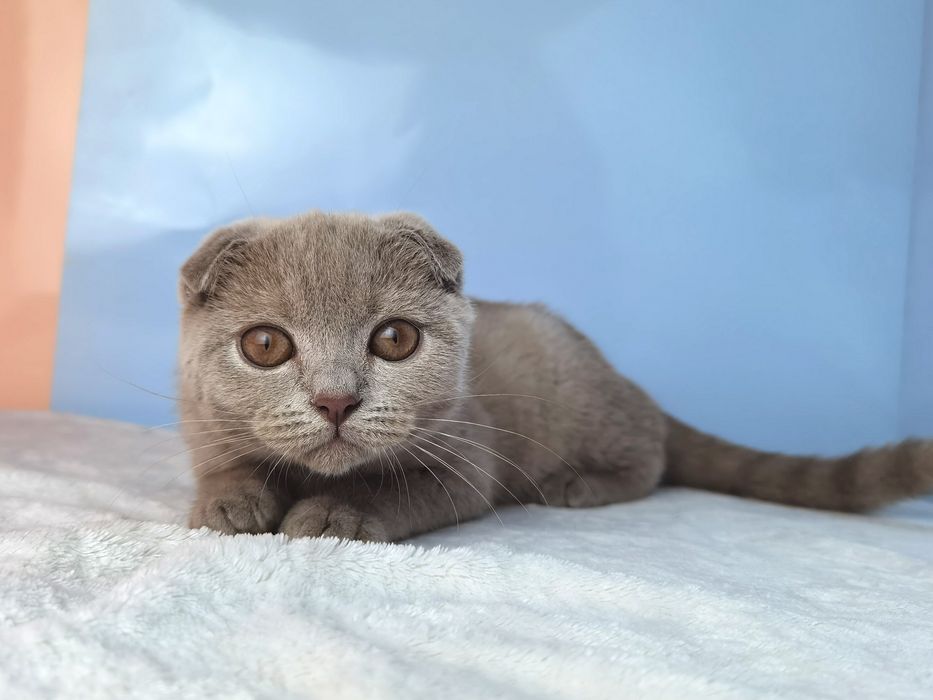 Вислоухая клубная серая кошечка