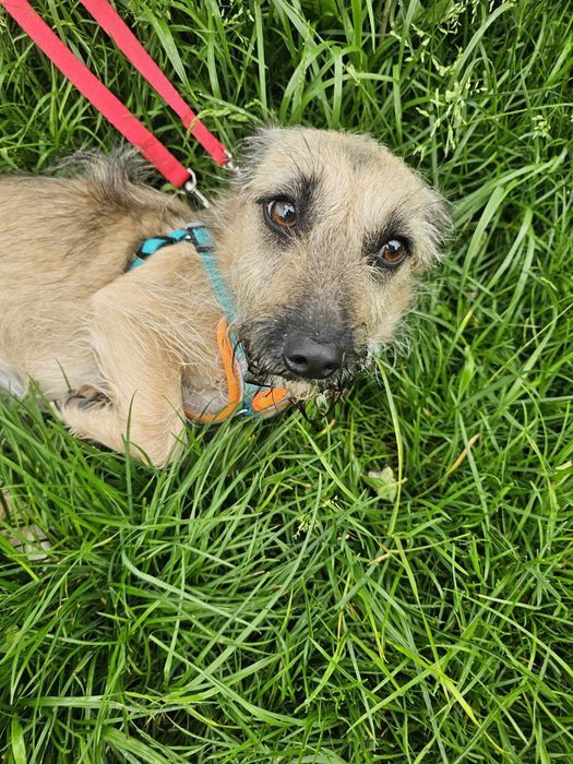 Mała, delikatna sunia szuka domu