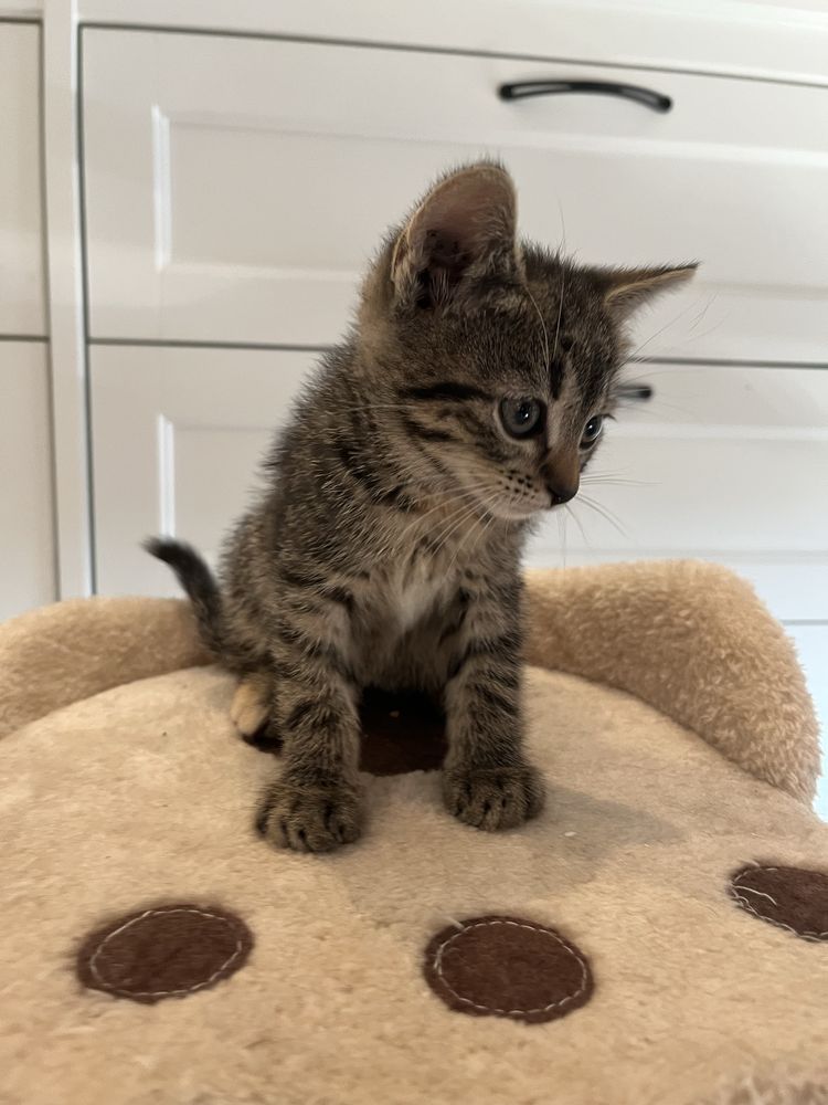 Luna malutka kotka do adopcji