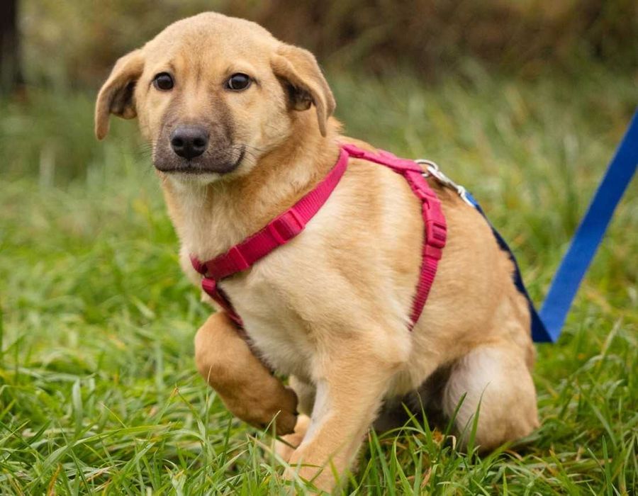 Prześliczna psie dziecko czeka na domek. Adoptuj Fruzię.