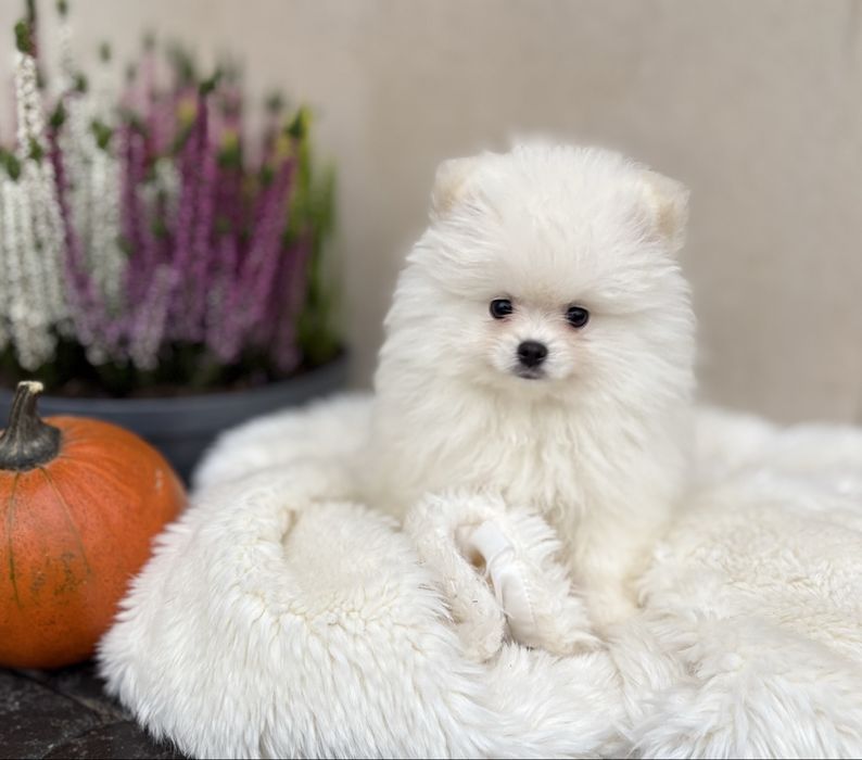 Puszysta biała suczka szpic miniaturowy Pomeranian