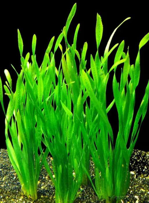 креветки, рыбки, водоросли, метро 23 августа