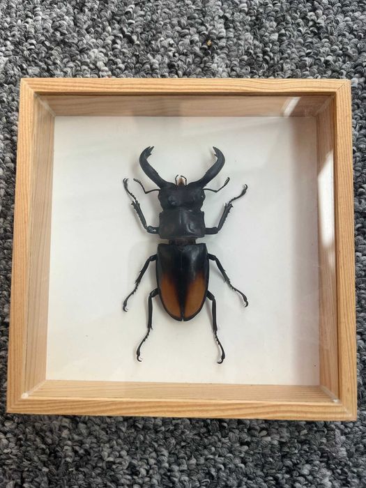 Chrząszcz w gablotce