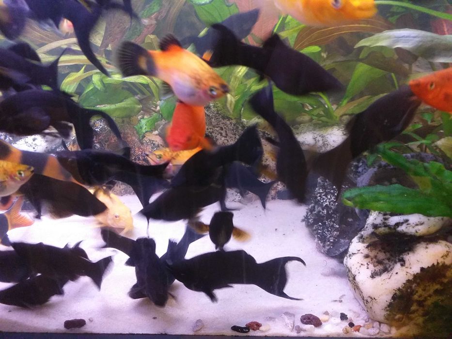 Molinezje - żyworodne rybki doskonałe na glony.