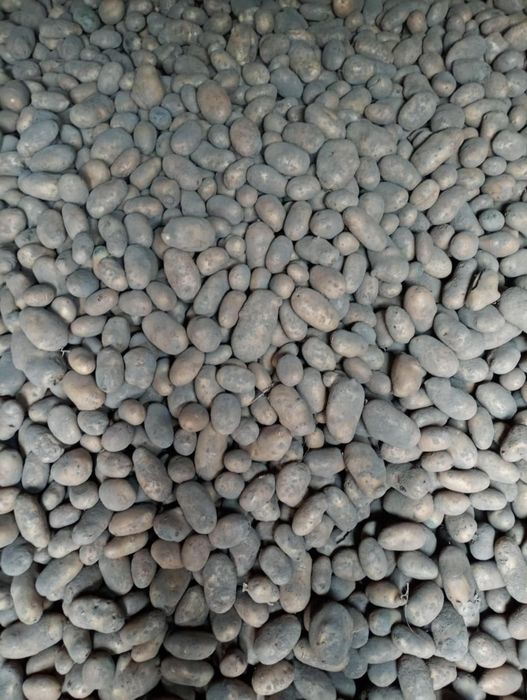 Ziemniaki, kartofle Irga, Catania i żółte