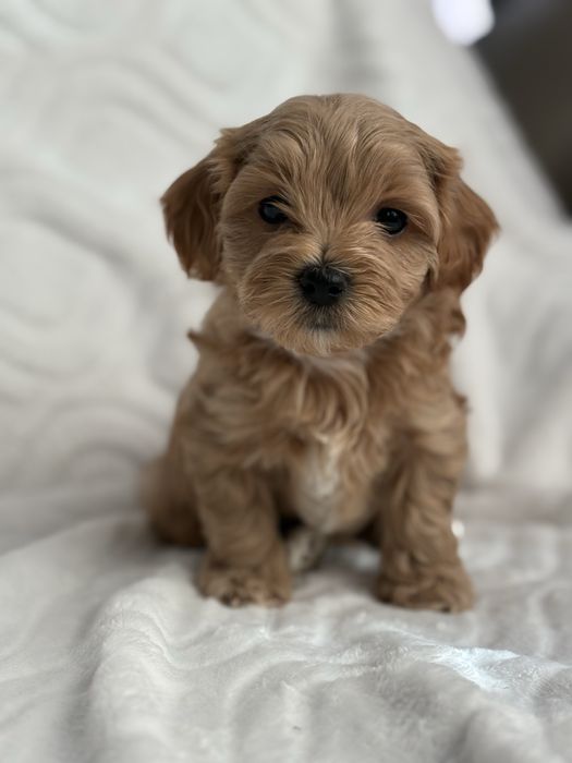 Maltipoo chlopiec- do odbioru