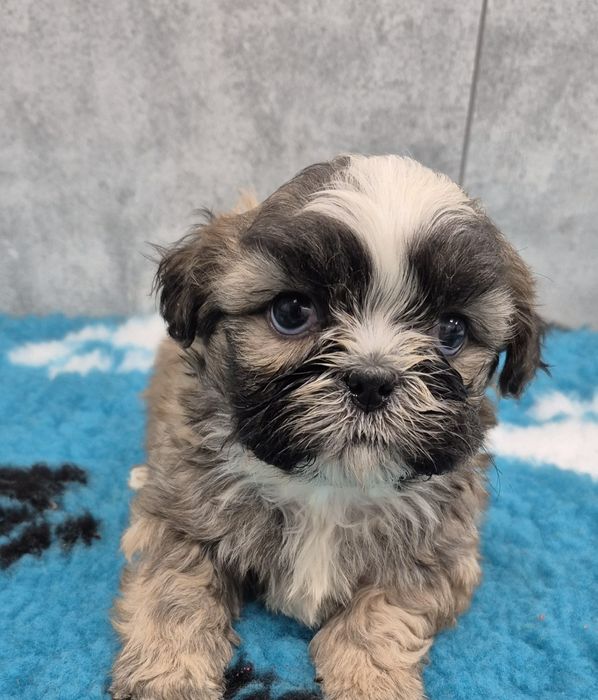 SHIH TZU śliczny piesek do rezerwacji