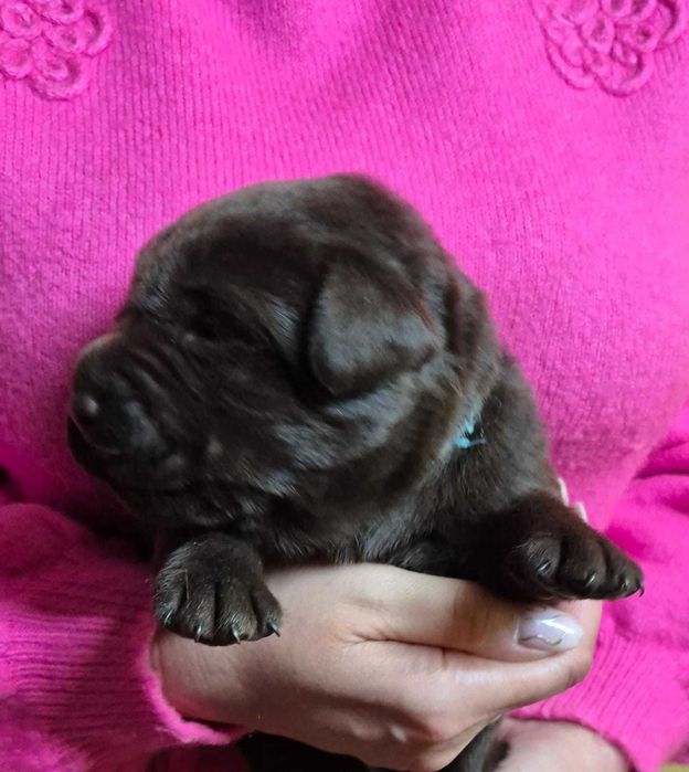 Labrador Retriever ZKwP/FCI- czekoladowy piesek