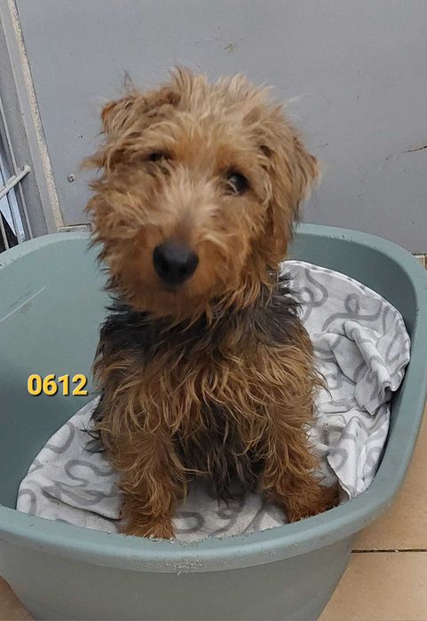 Domy tymczasowe na już! Zamarzną w schronisku! Psy i suczki, malutkie