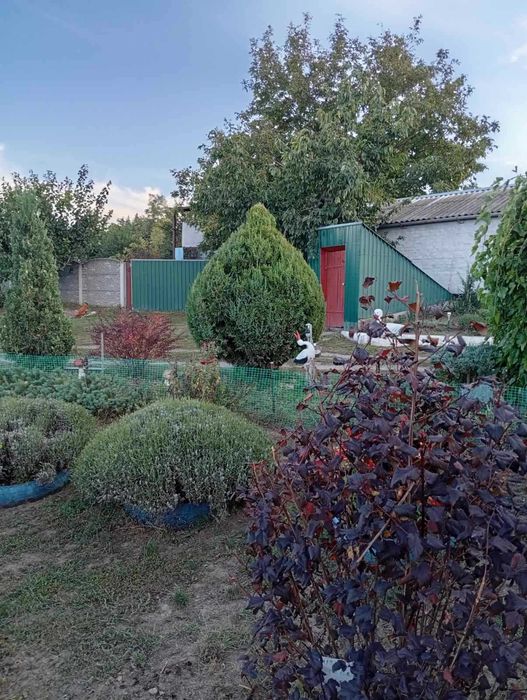 Здам окремий будинок в Буках