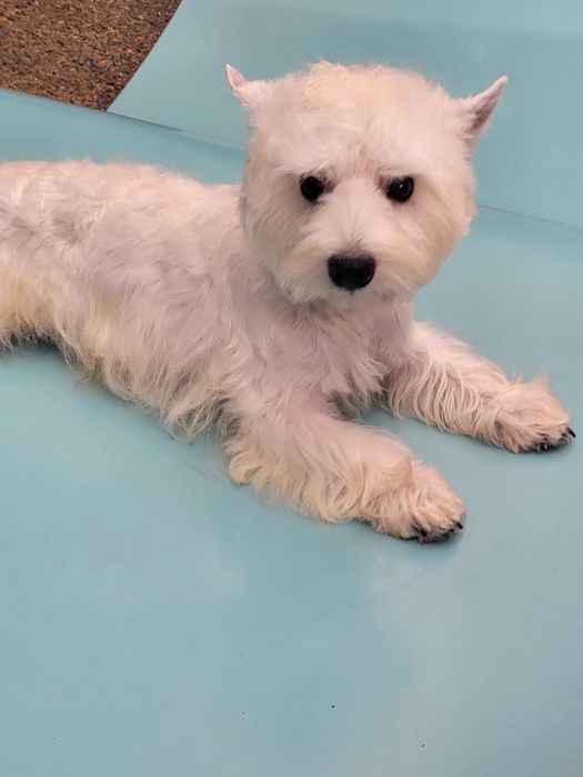 Вест Хайленд Уайт Тер'єр/West Highland White Terrier, цуценята .