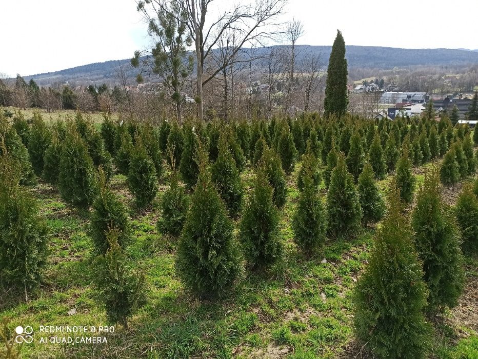 Thuja Szmaragd, tuja szmaragdowa