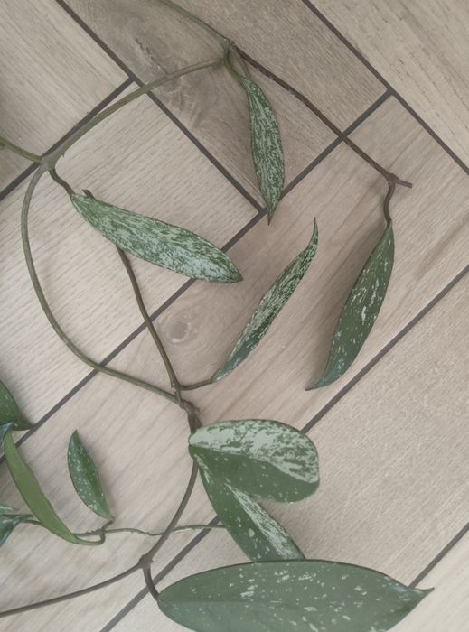 Hoya Pubicalyx Pink cieta