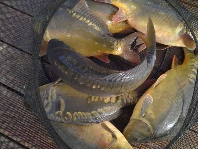 karp handlowy 1,5-3 kg z własnej hodowli oraz amur szczupak