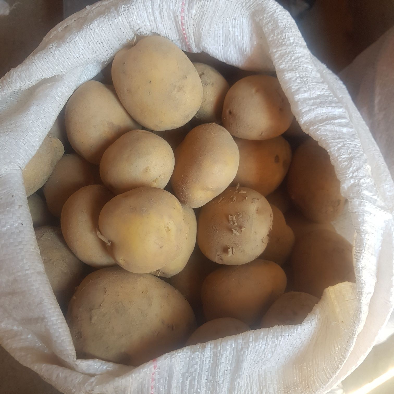 Картопля  домашня