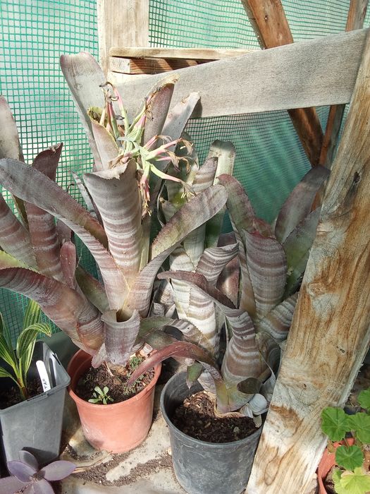 Bromélias billbergia 70cm