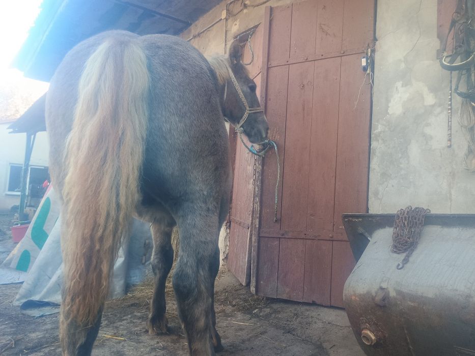 Sprzedam ogierka pkz księga główna