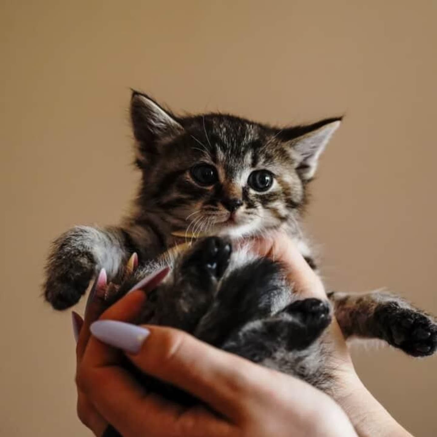 Котята бесплатно. Много котят