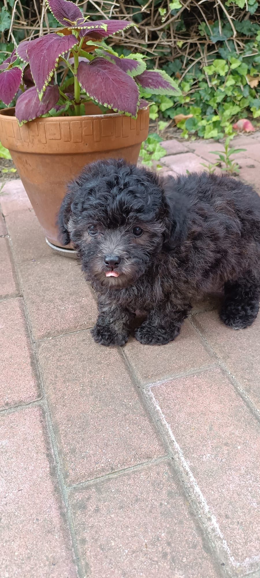 SShihpoo piesek F1B gotowy do odbioru