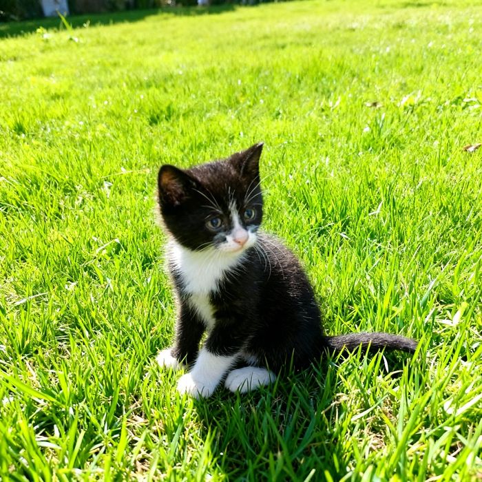 Віддам кошенят безкоштовно