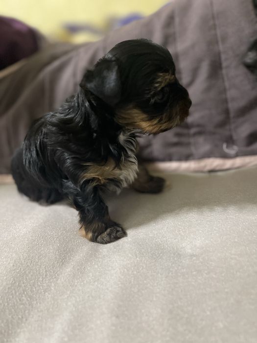 Продамо цуценят міні йорк