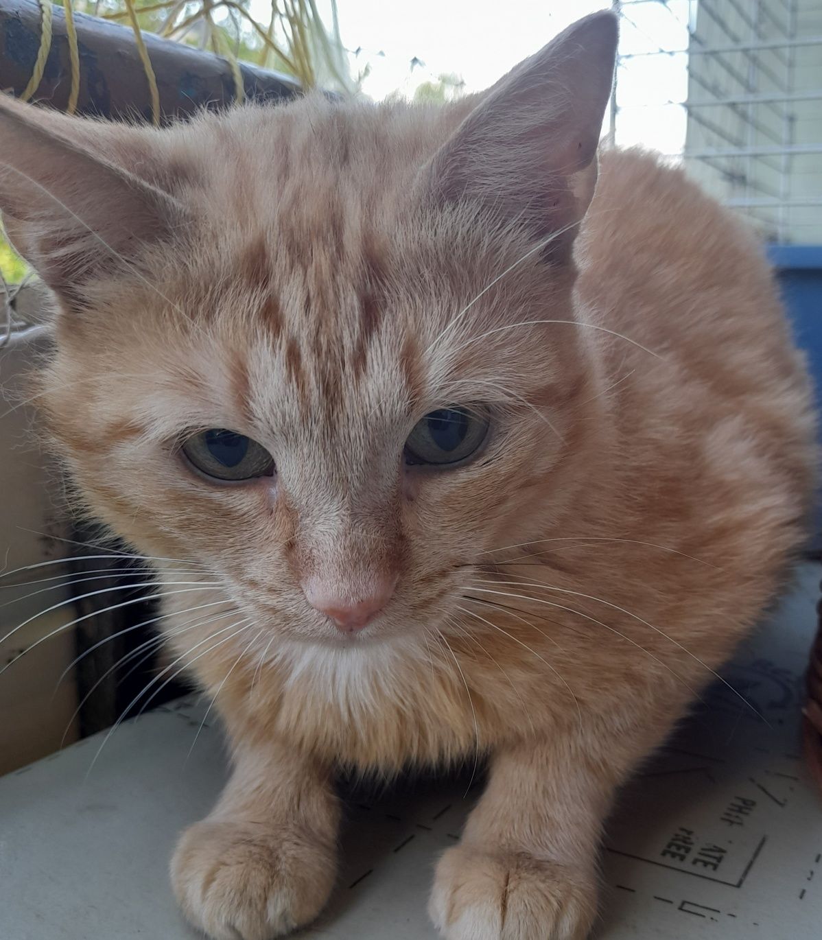 Kochany Dudi do adopcji
