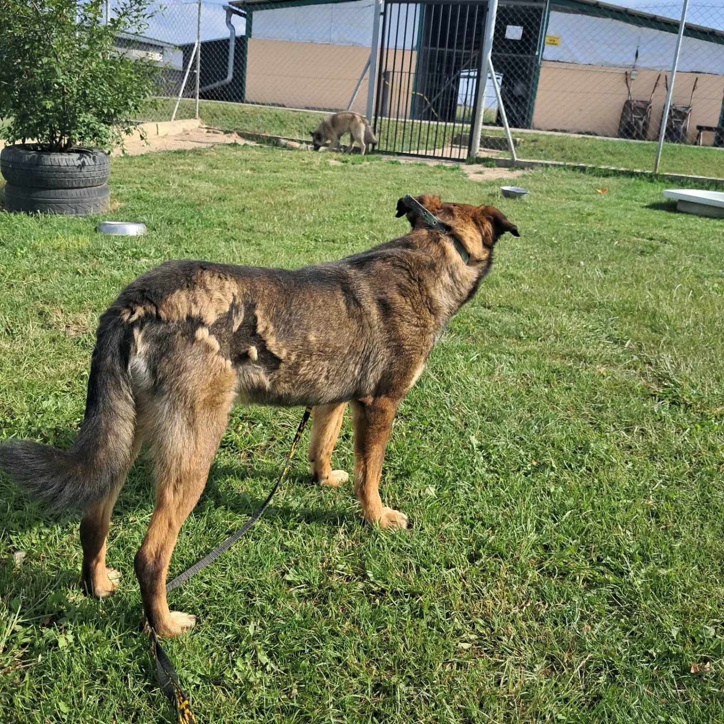 Do pilnej adopcji