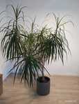 Piękna duża dracena