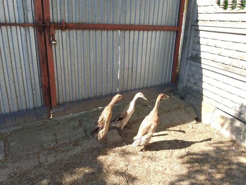 Sprzedam kaczki Bieguski