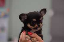 Chihuahua długowłosa malutka suczka