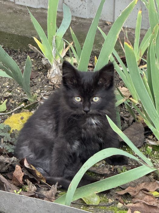 Кошенята безкоштовно