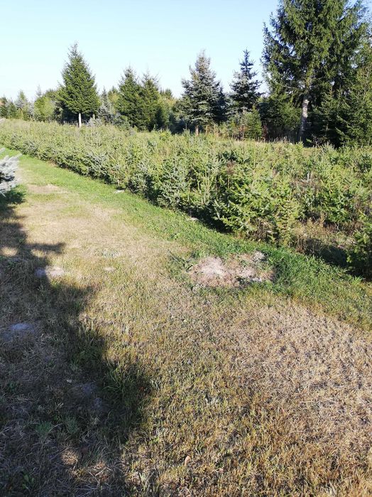 Świerk serbski omorika szkółkowany