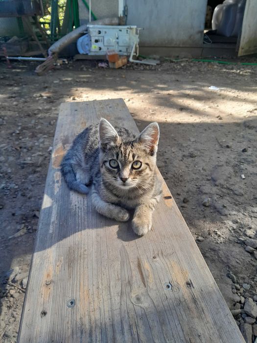 Коти безкоштовно