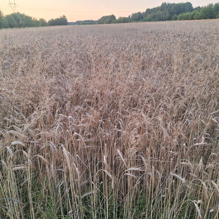 Pszenżyto zimowe