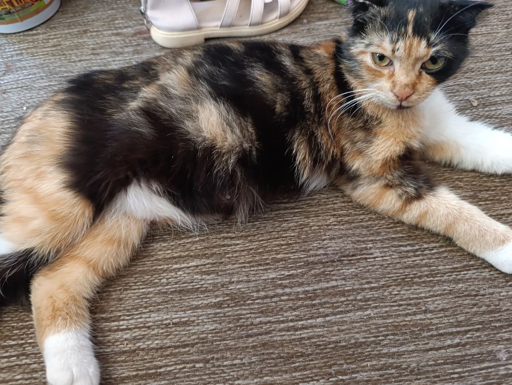 Висловухі кошенята, котята
