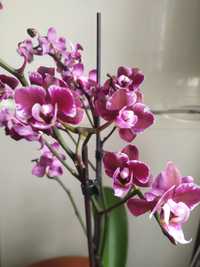 Продам незвичайну орхідейку