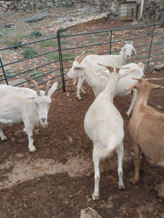 5 cabras prenhas
