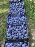 Продам Сливи раня чачайська
